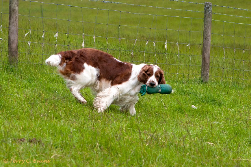 Have-a-Go Gundog Training – Gallery – 08/06/19
