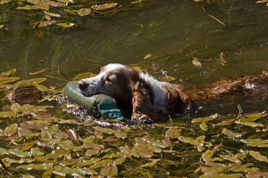 Gundog Training – Miscellaneous Photos