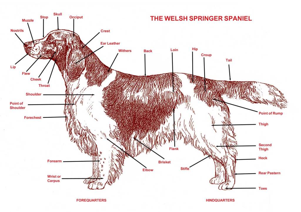 Points of the dog